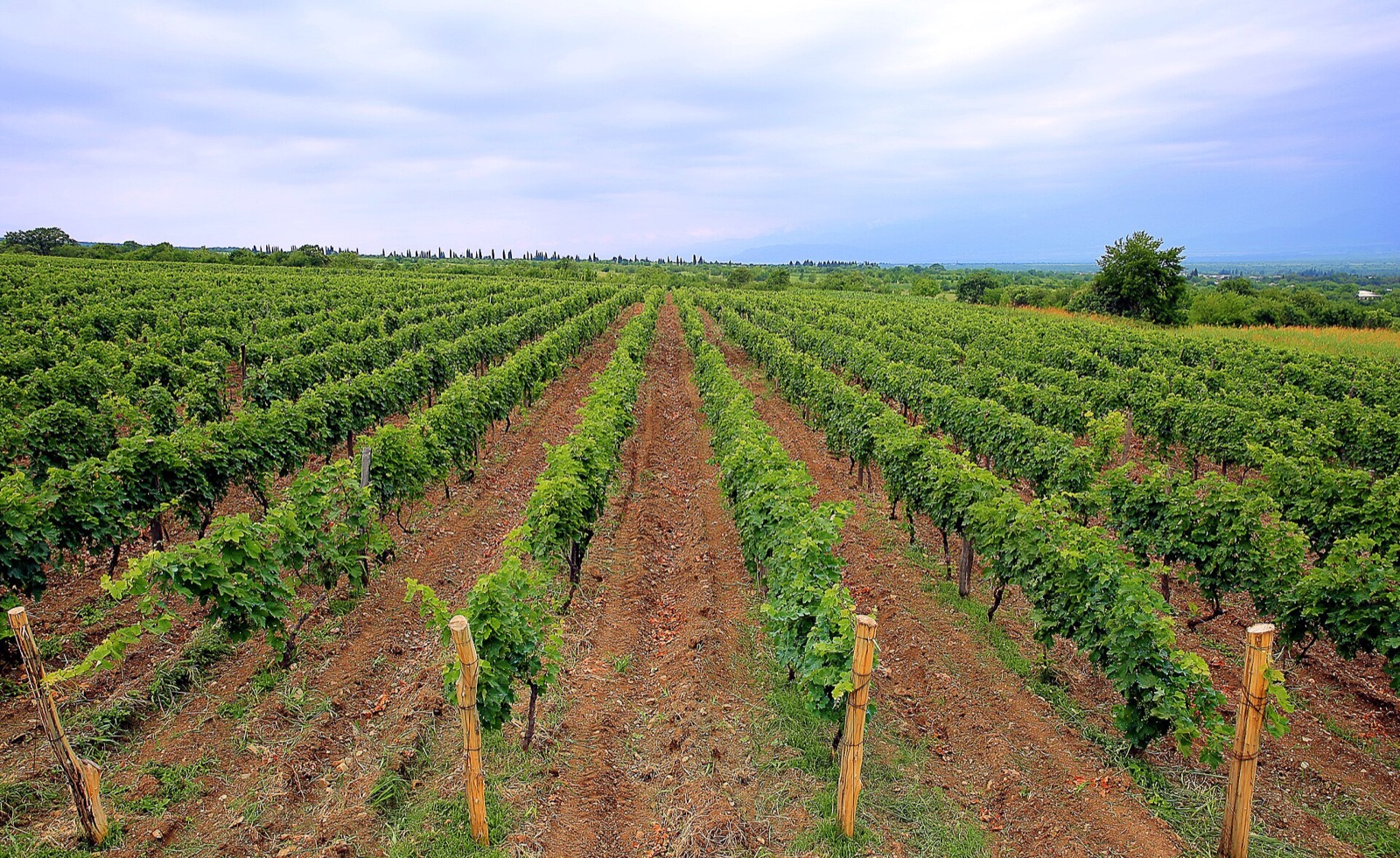 Rows of vines running toward the hills in the Kakheti wine region of eastern Georgia under a clearing sky